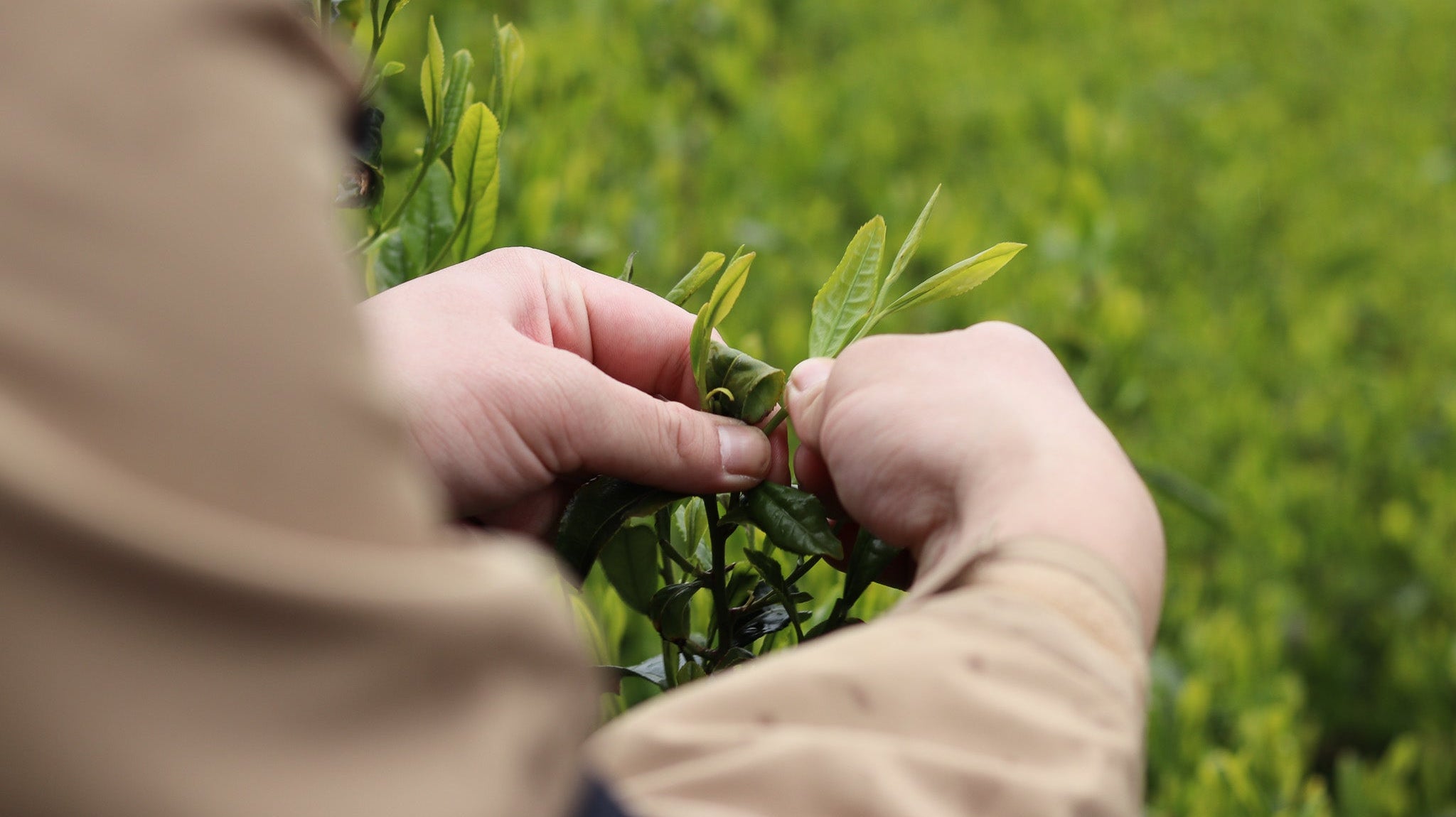 Hana Matcha 花 - a floral delight