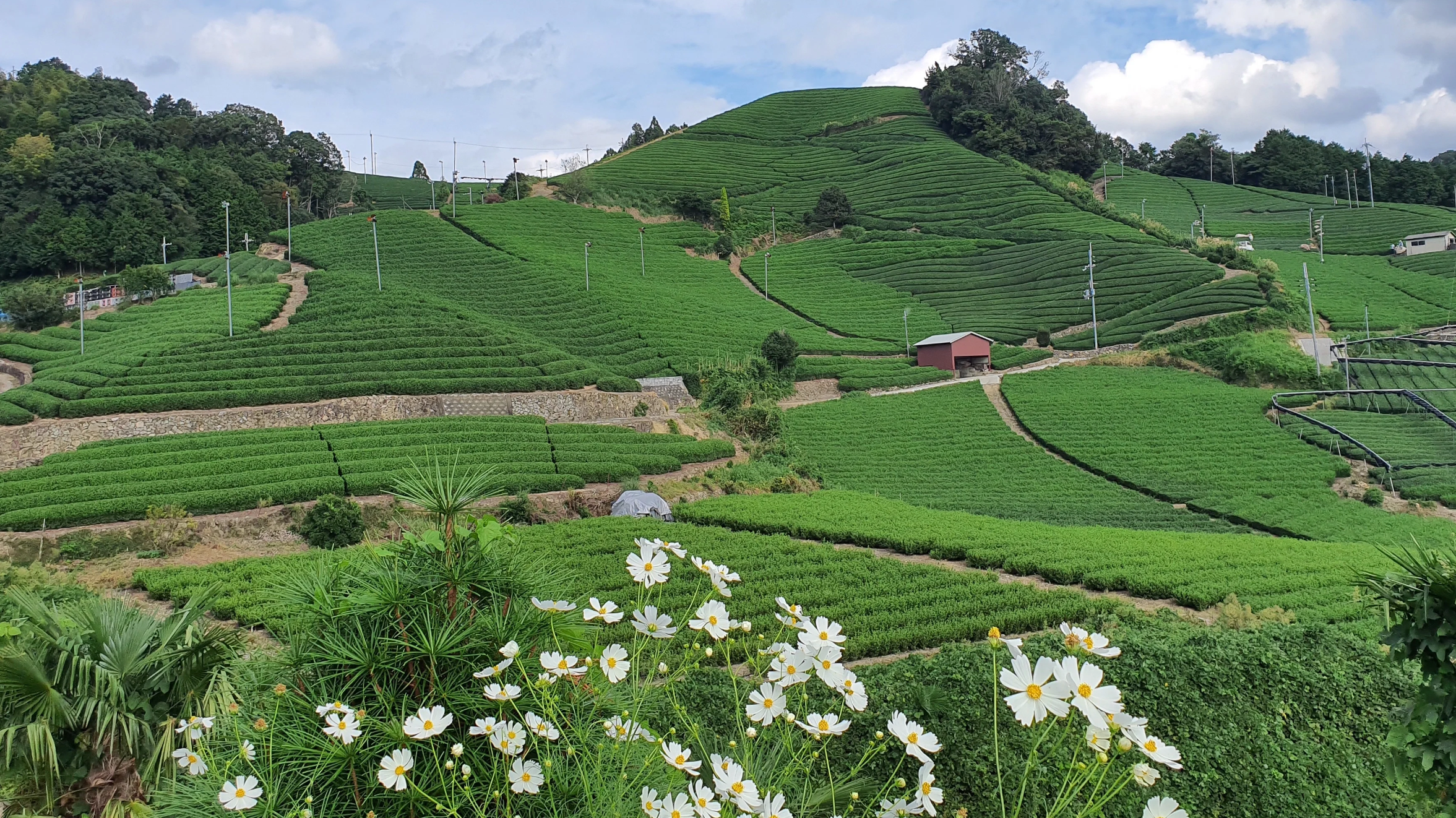 Zairai - The Original Cultivar