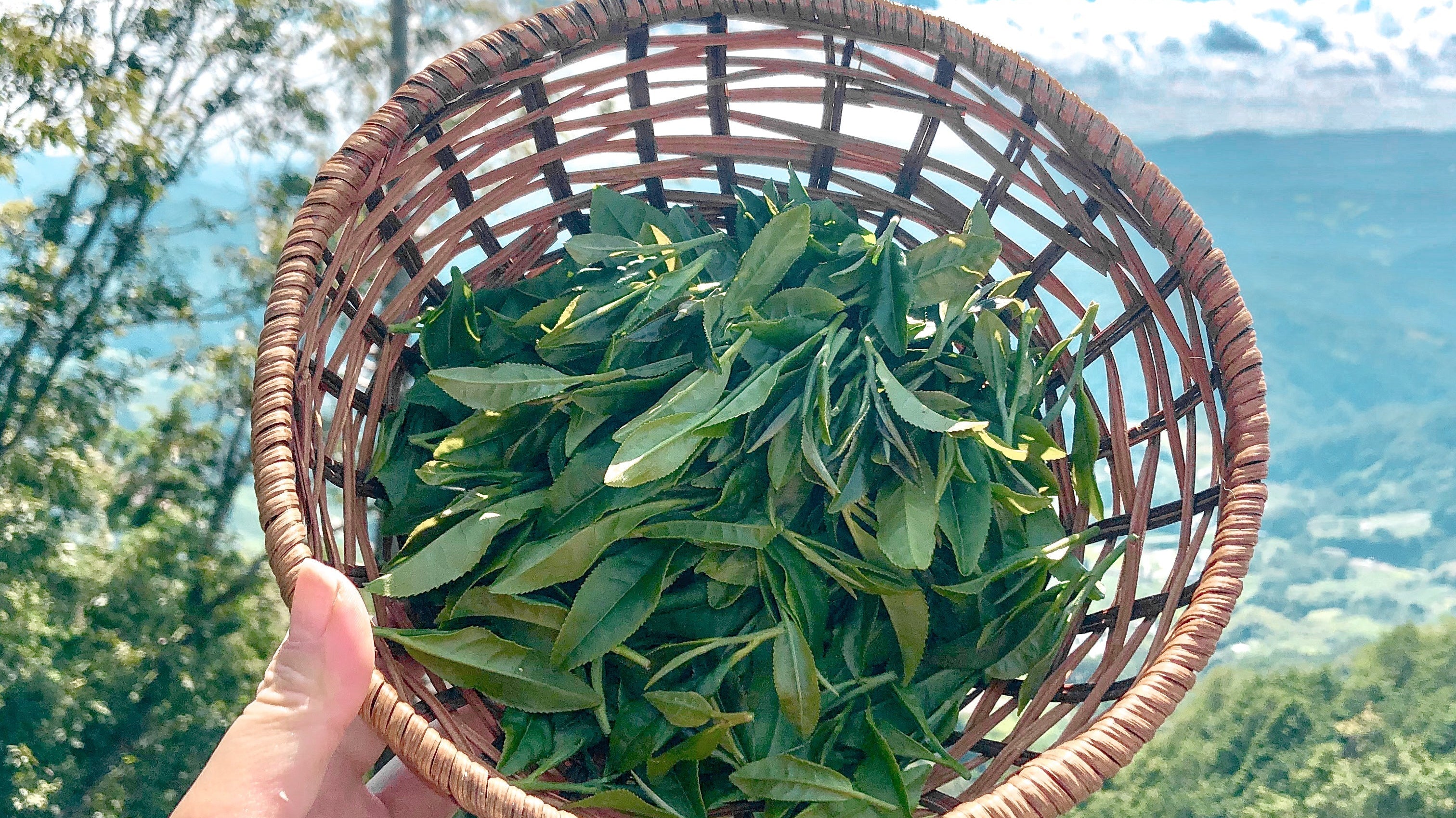 Escaping City Life To The Utopia of Tea