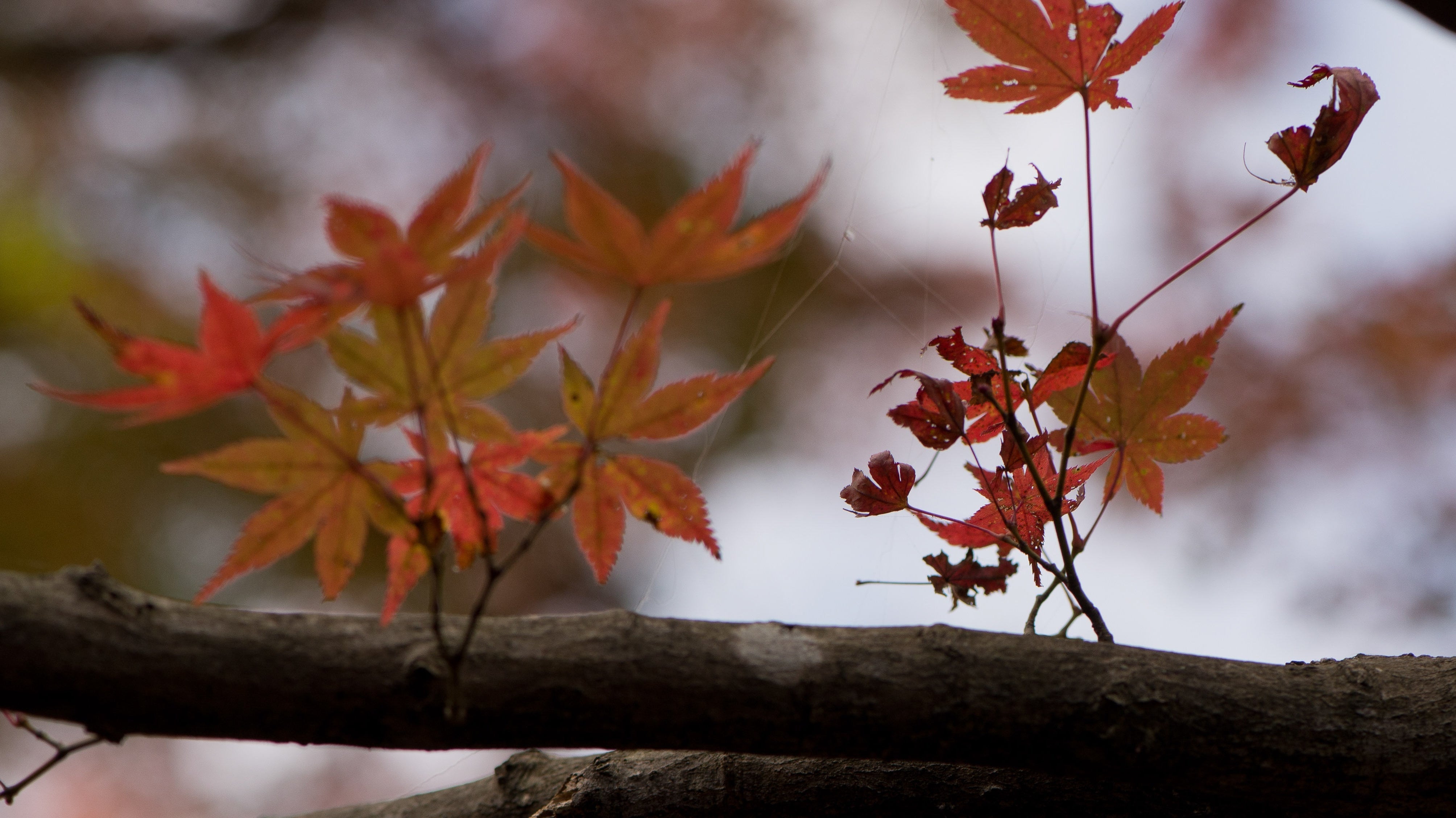 When Fall Is A Fleeting Feeling