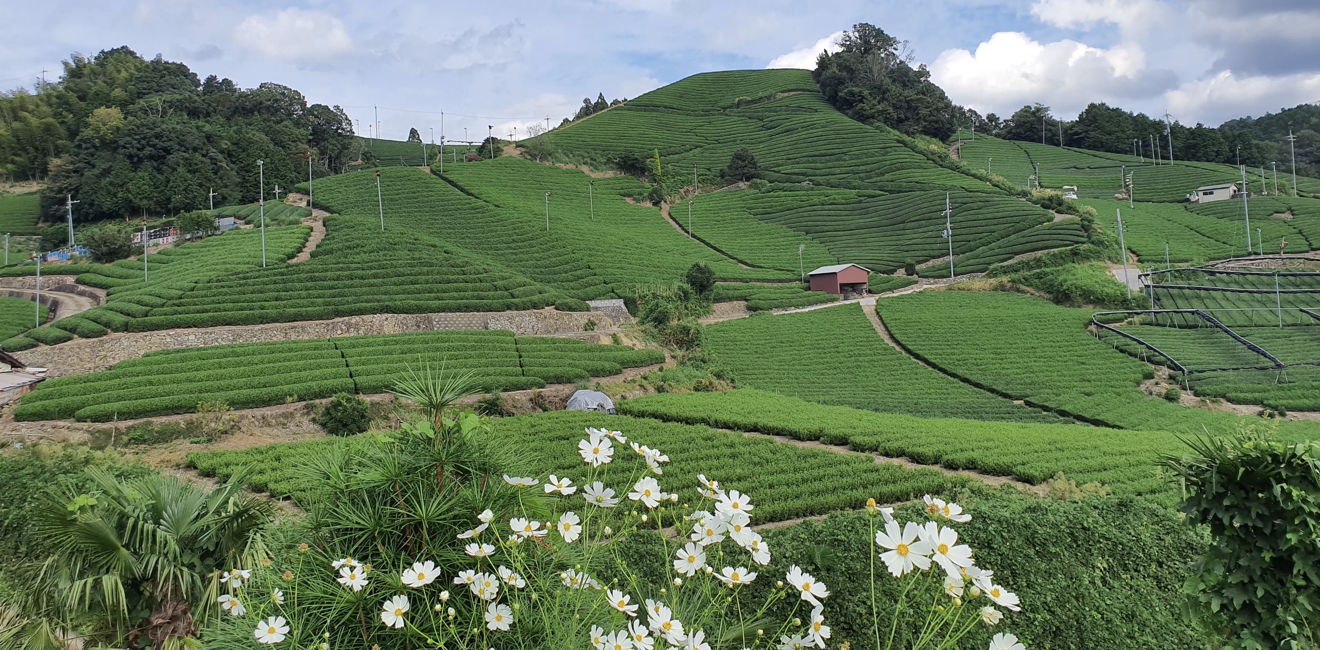 Zairai - The Original Cultivar