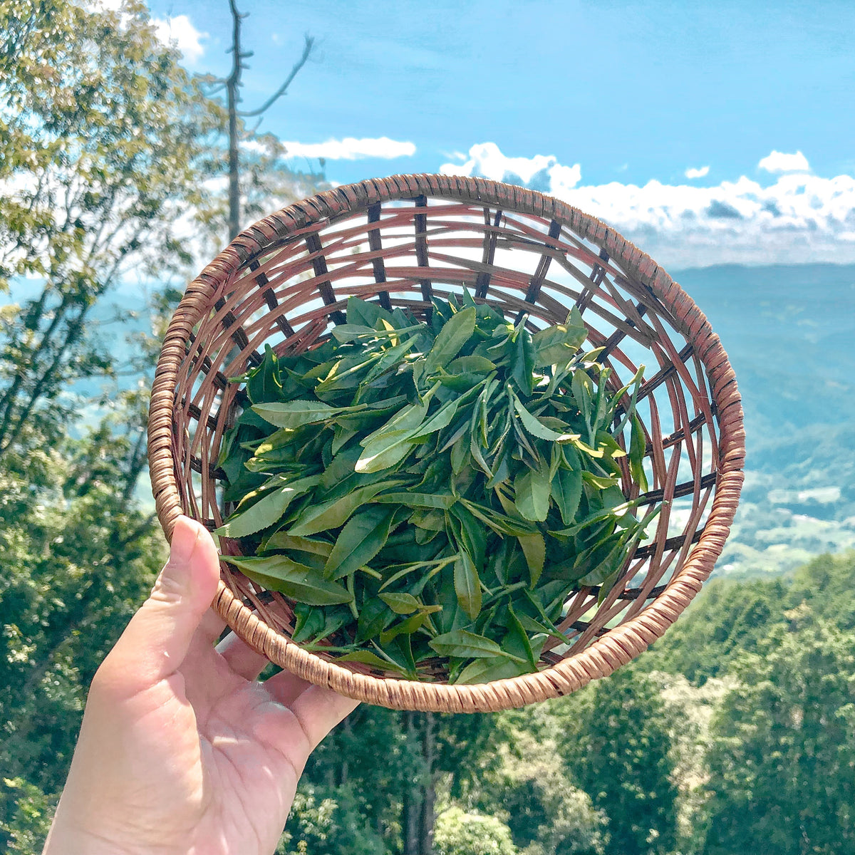Escaping City Life To The Utopia of Tea – Hvala Singapore