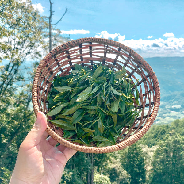 Escaping City Life To The Utopia of Tea