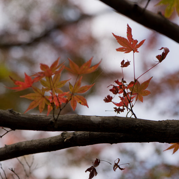 When Fall Is A Fleeting Feeling