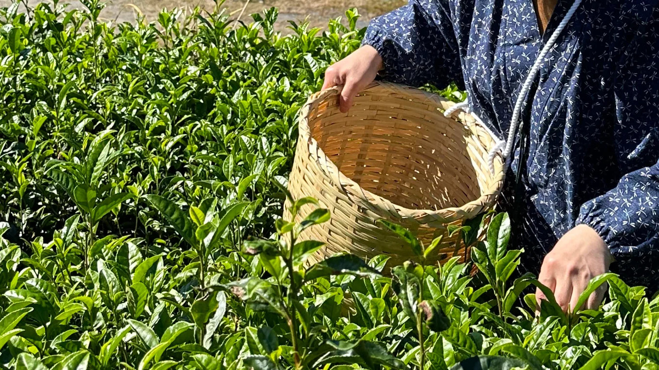 Third Wave Tea - Understanding Cultivars