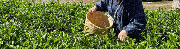 Third Wave Tea - Understanding Cultivars