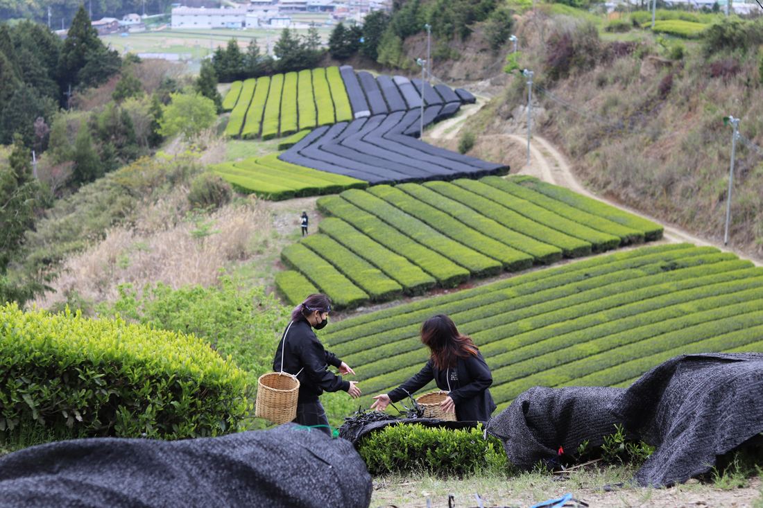 Pickers working shaded tea rows in Japan