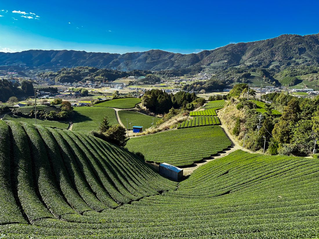 Terraced tea fields at Wazuka, Kyoto
