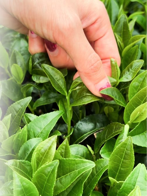 A hand picking the top leaves from a tea bush